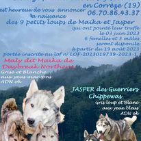 chiot Siberian Husky Des Tanières Du Chavanon