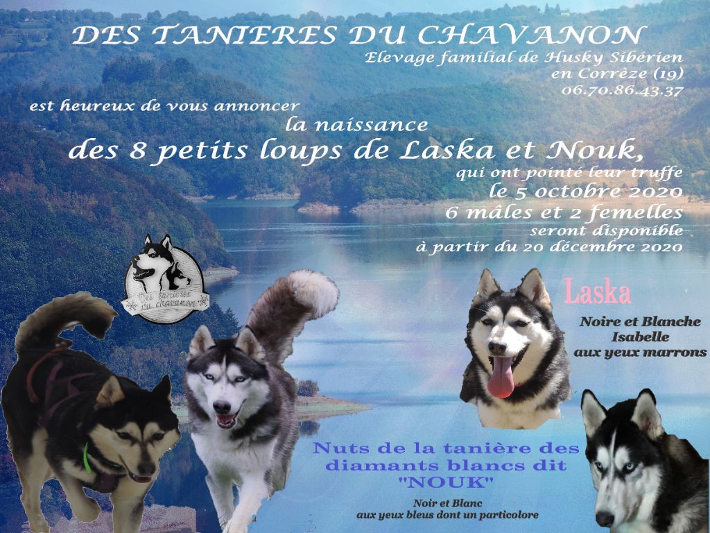 Des Tanières Du Chavanon - Siberian Husky - Portée née le 05/10/2020