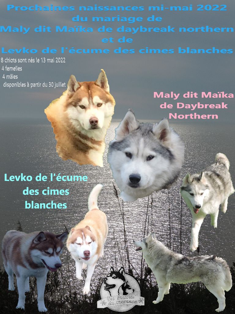 chiot Siberian Husky Des Tanières Du Chavanon