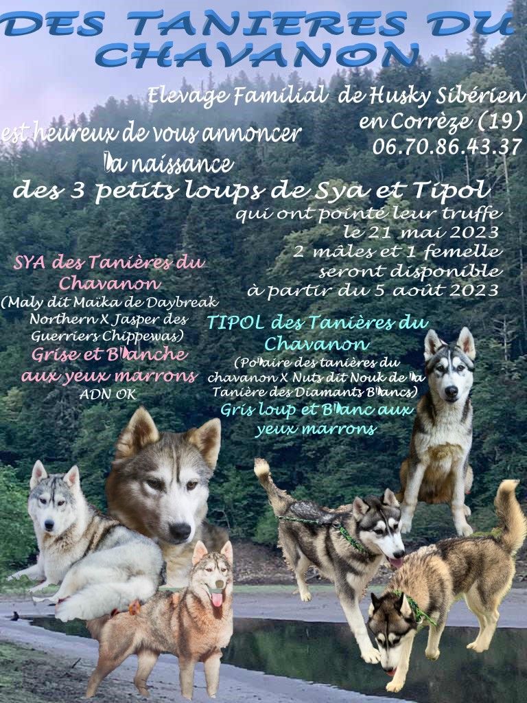 chiot Siberian Husky Des Tanières Du Chavanon