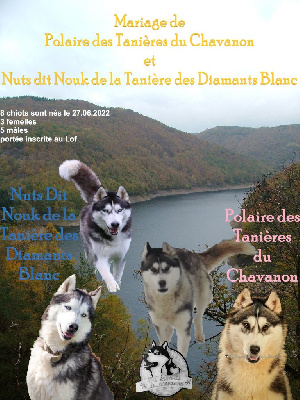 Des Tanières Du Chavanon - Siberian Husky - Portée née le 27/06/2022