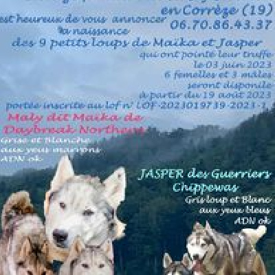 Des Tanières Du Chavanon - Siberian Husky - Portée née le 03/06/2023