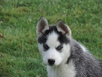 CHIOT1 RADJA Noir et blanche yeux bleus