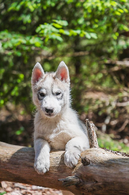 CHIOT 8 VIKING collier blanc et marine  gris loup