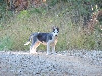 Des Tanières Du Chavanon - Siberian Husky - Portée née le 12/08/2018