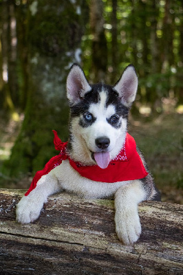 CHIOT 5 TIROK noir et blanc