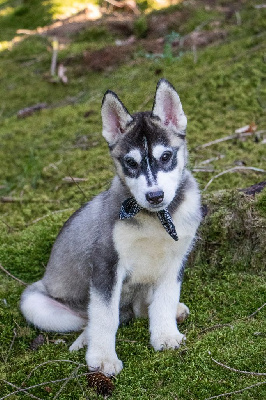 CHIOT 1 TEXAS GRIS LOUP