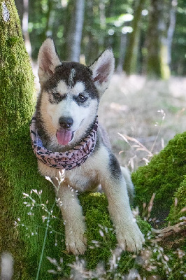 CHIOT 6 THYRON noir et blanc