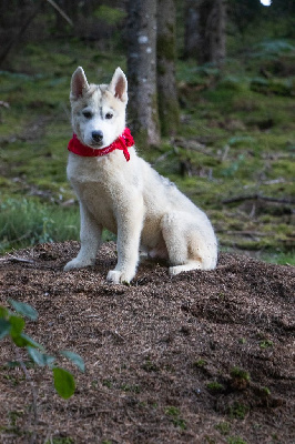 CHIOT 7 TAÏKO GRIS