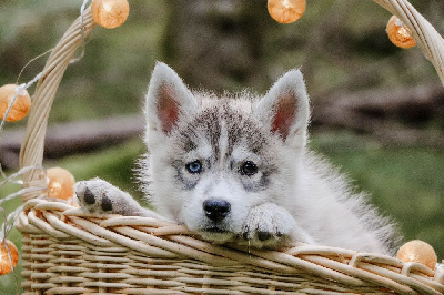 CHIOT 5 ULRICA grise loup collier vert