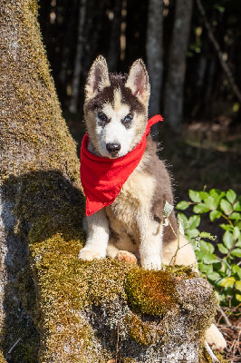 CHIOT 7 TEDDY noir et blanc