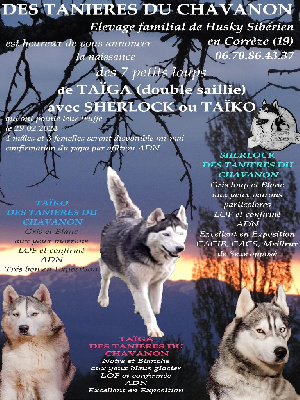 Des Tanières Du Chavanon - Siberian Husky - Portée née le 29/02/2024