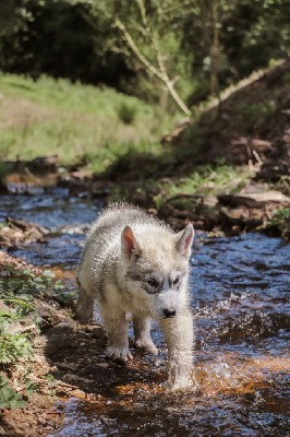 Ulmiak chiot 2 gris