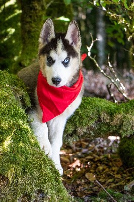 CHIOT 7 TEDDY noir et blanc