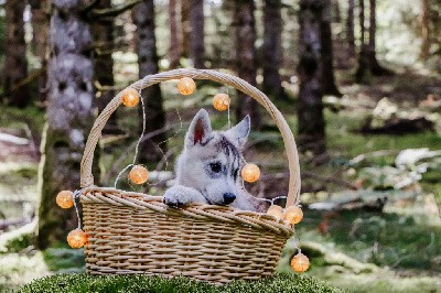 CHIOT 3 UNO gris loup collier kaki