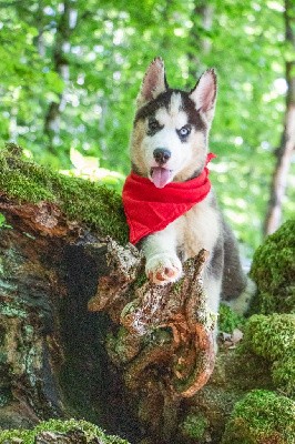 CHIOT 7 TEDDY noir et blanc