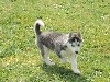 CHIOT 3 ROOK GRIS LOUP YEUX BLEUS