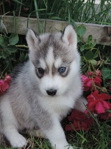 CHIOT 4 Sherlock mâle gris loup collier bleu