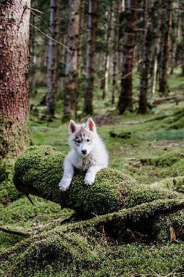 CHIOT 5 ULRICA grise loup collier vert