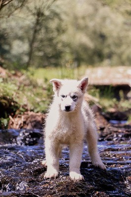 Urio chiot 1 gris