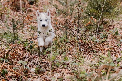 CHIOT 5 VYPER Splash coat gris collier bleu indigo