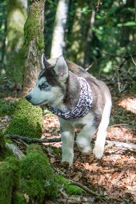 CHIOT 6 THYRON noir et blanc