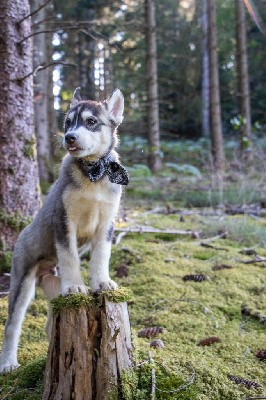 CHIOT 1 TEXAS GRIS LOUP