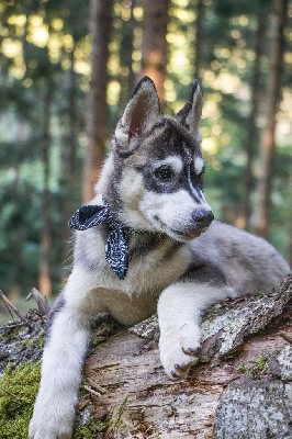 CHIOT 1 TEXAS GRIS LOUP