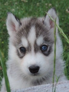 CHIOT 4 Sherlock mâle gris loup collier bleu