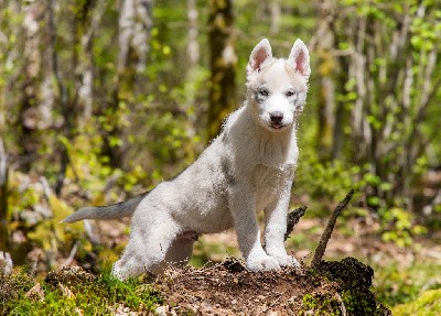 CHIOT 9 VIGO splash coat gris loup