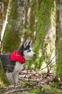 CHIOT 5 TIROK noir et blanc