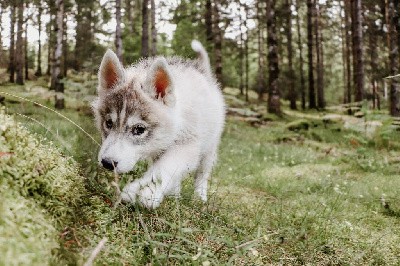 CHIOT 5 ULRICA grise loup collier vert