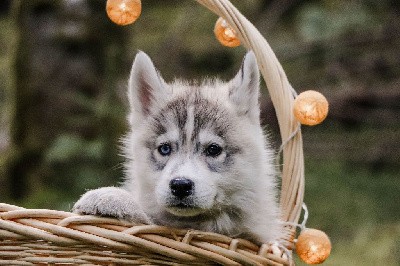 CHIOT 5 ULRICA grise loup collier vert