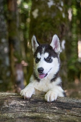 CHIOT 3 TANIA noire et blanche