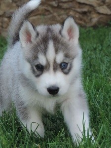 CHIOT 4 Sherlock mâle gris loup collier bleu