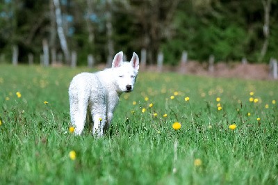 CHIOT 1 VOLVIC collier orange fluo Blanche