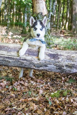 CHIOT 4 TINA noire et blanche