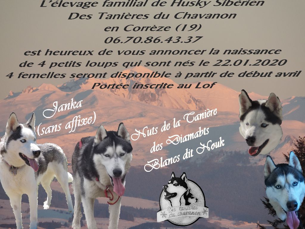 Des Tanières Du Chavanon - Siberian Husky - Portée née le 22/01/2020