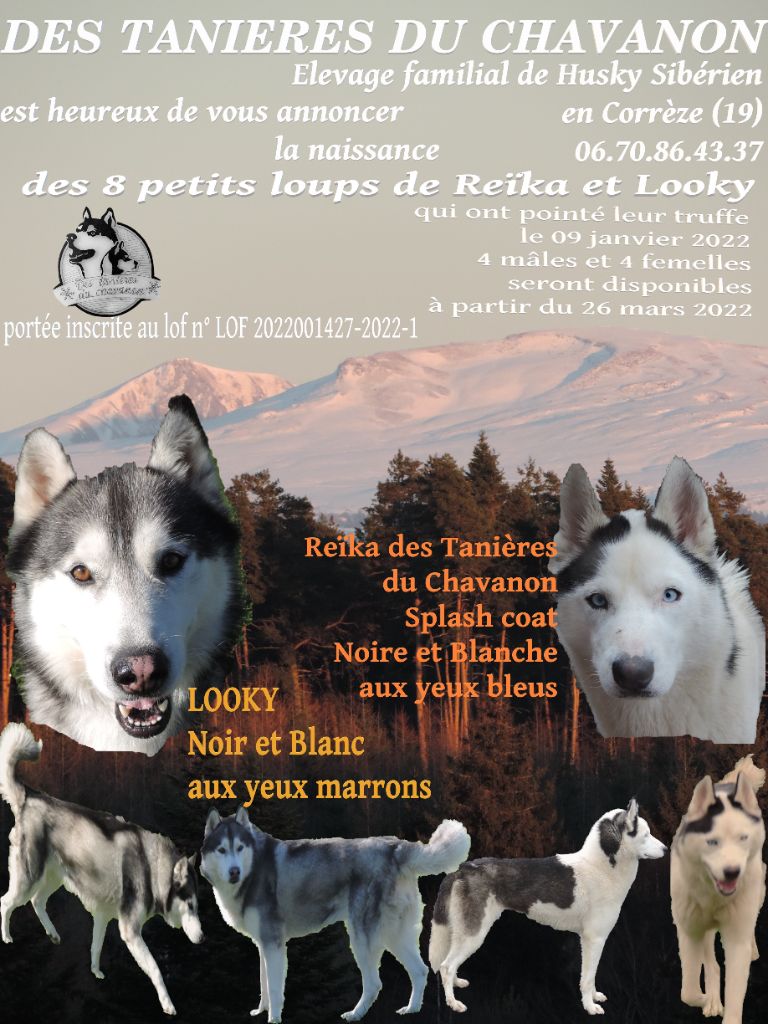 Des Tanières Du Chavanon - Siberian Husky - Portée née le 09/01/2022