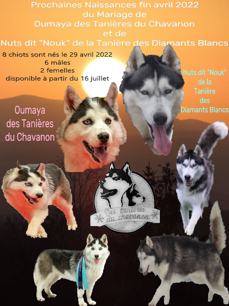 chiot Siberian Husky Des Tanières Du Chavanon