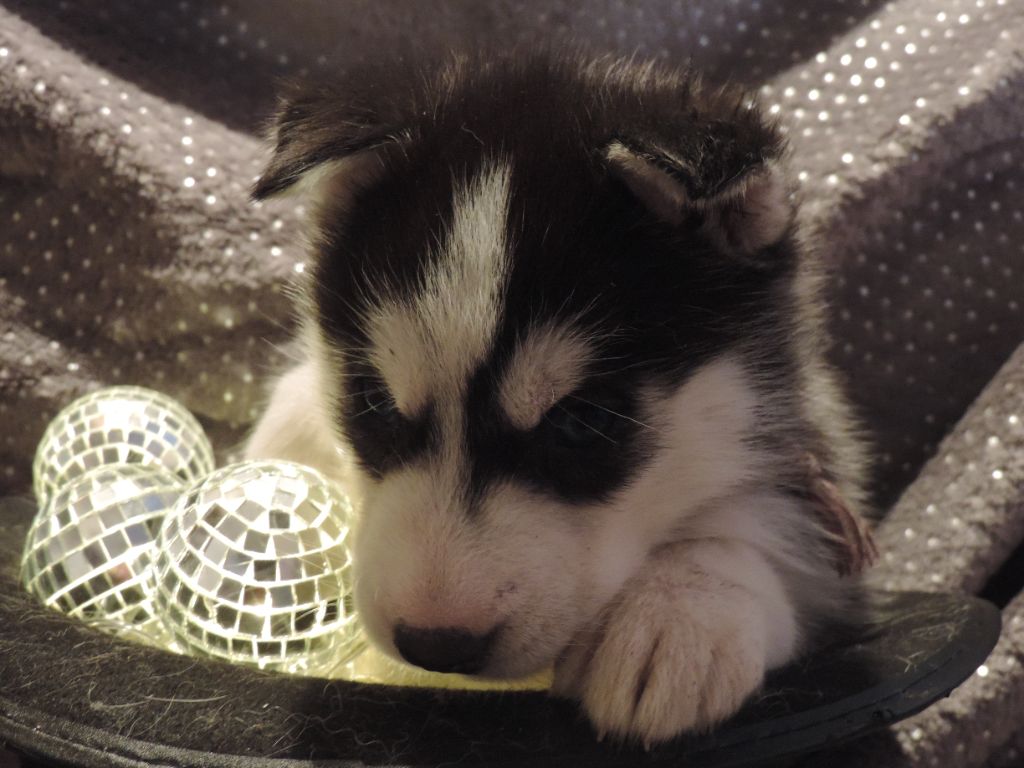 toundra chiot 6 mariage reïka et looky