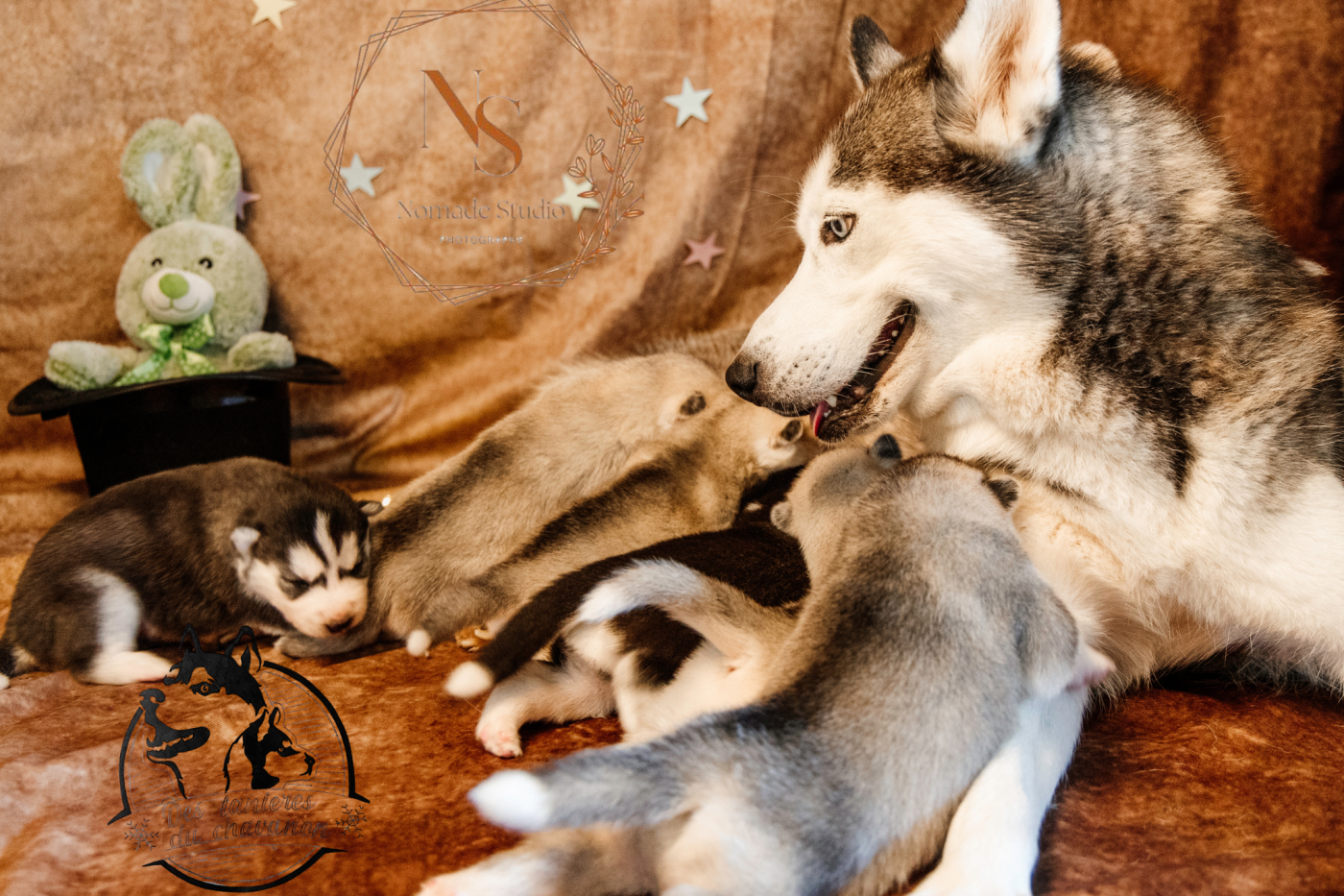 Des Tanières Du Chavanon - Siberian Husky - Portée née le 19/08/2025