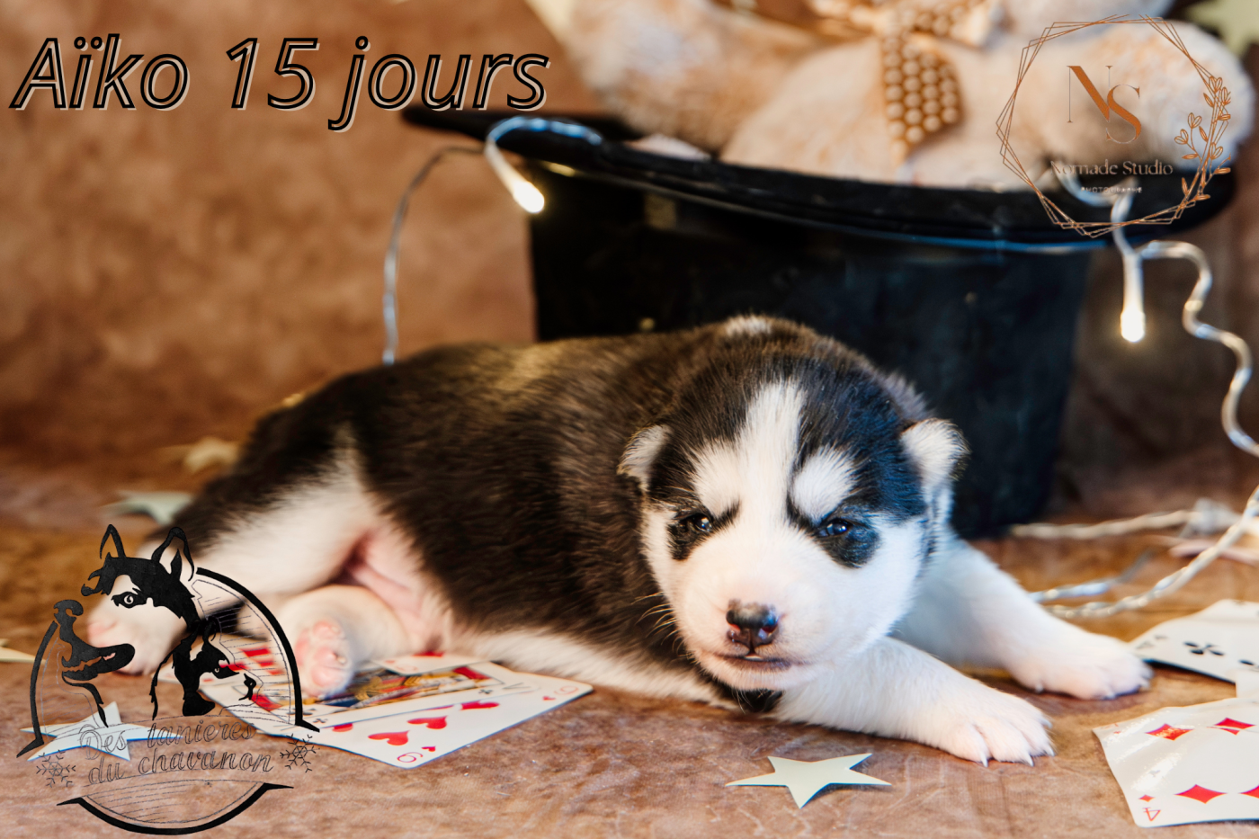 Des Tanières Du Chavanon - Chiots disponibles - Siberian Husky