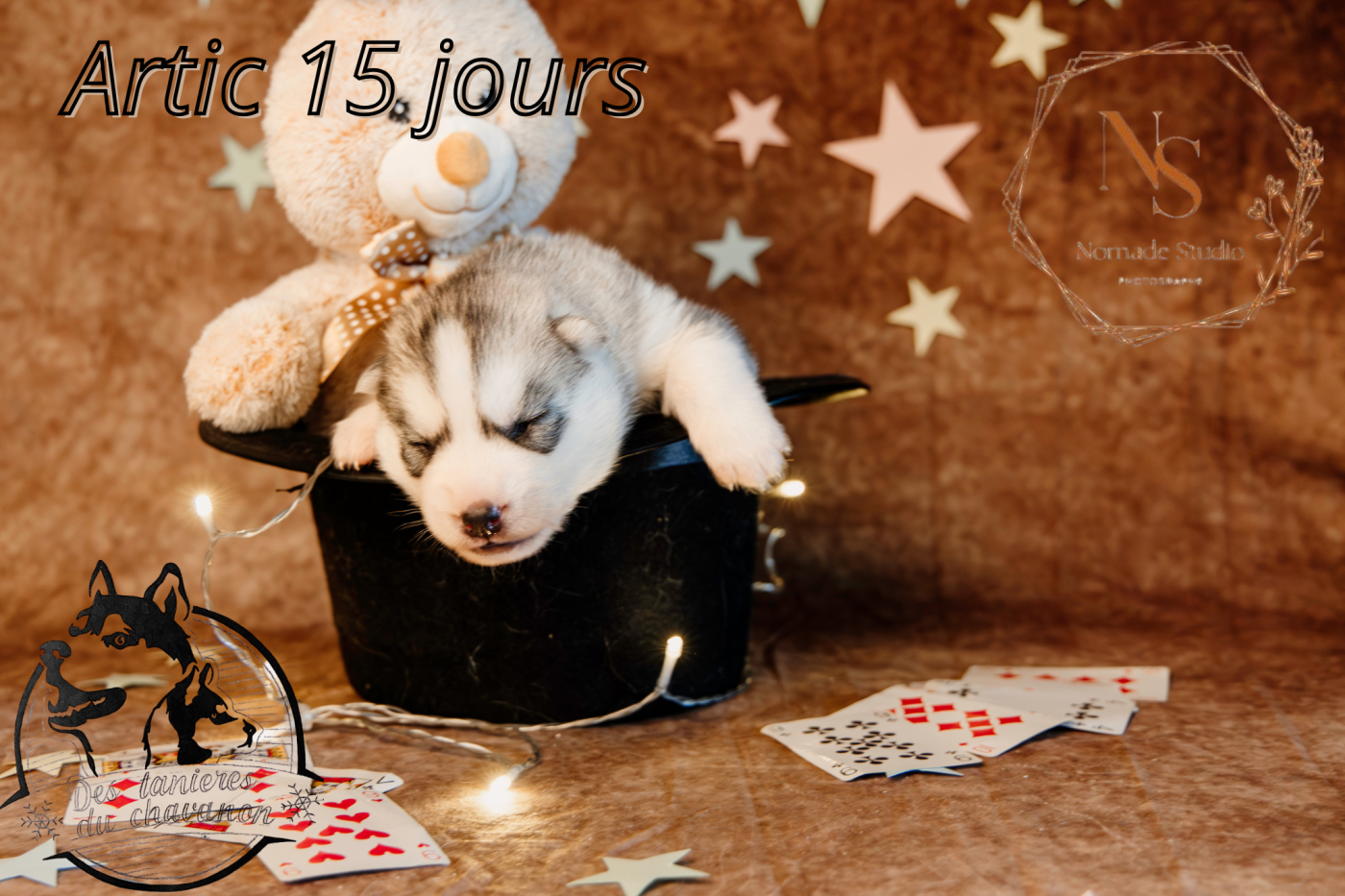 Des Tanières Du Chavanon - Chiots disponibles - Siberian Husky