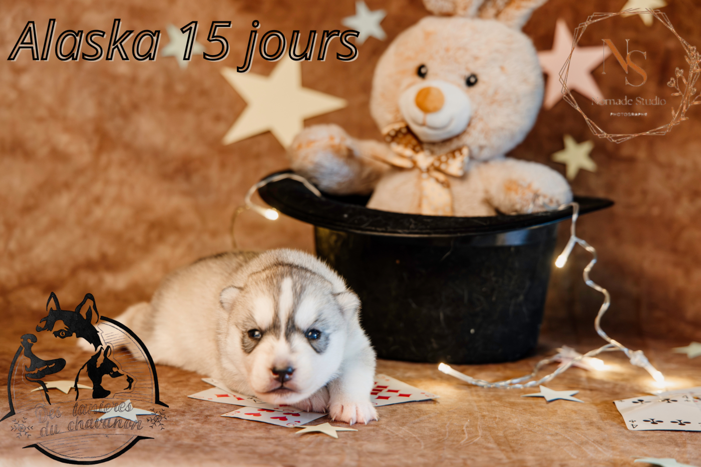 Des Tanières Du Chavanon - Chiots disponibles - Siberian Husky