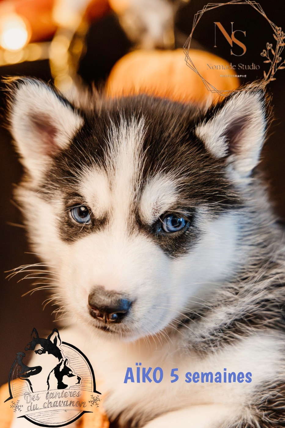 Des Tanières Du Chavanon - Chiots disponibles - Siberian Husky