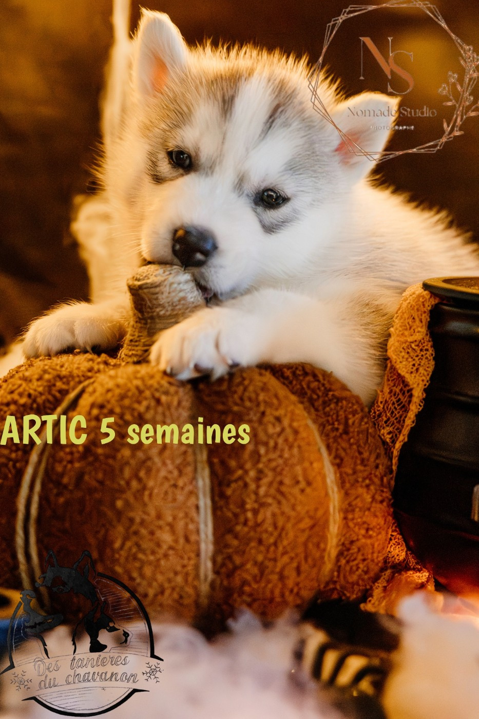 Des Tanières Du Chavanon - Chiots disponibles - Siberian Husky