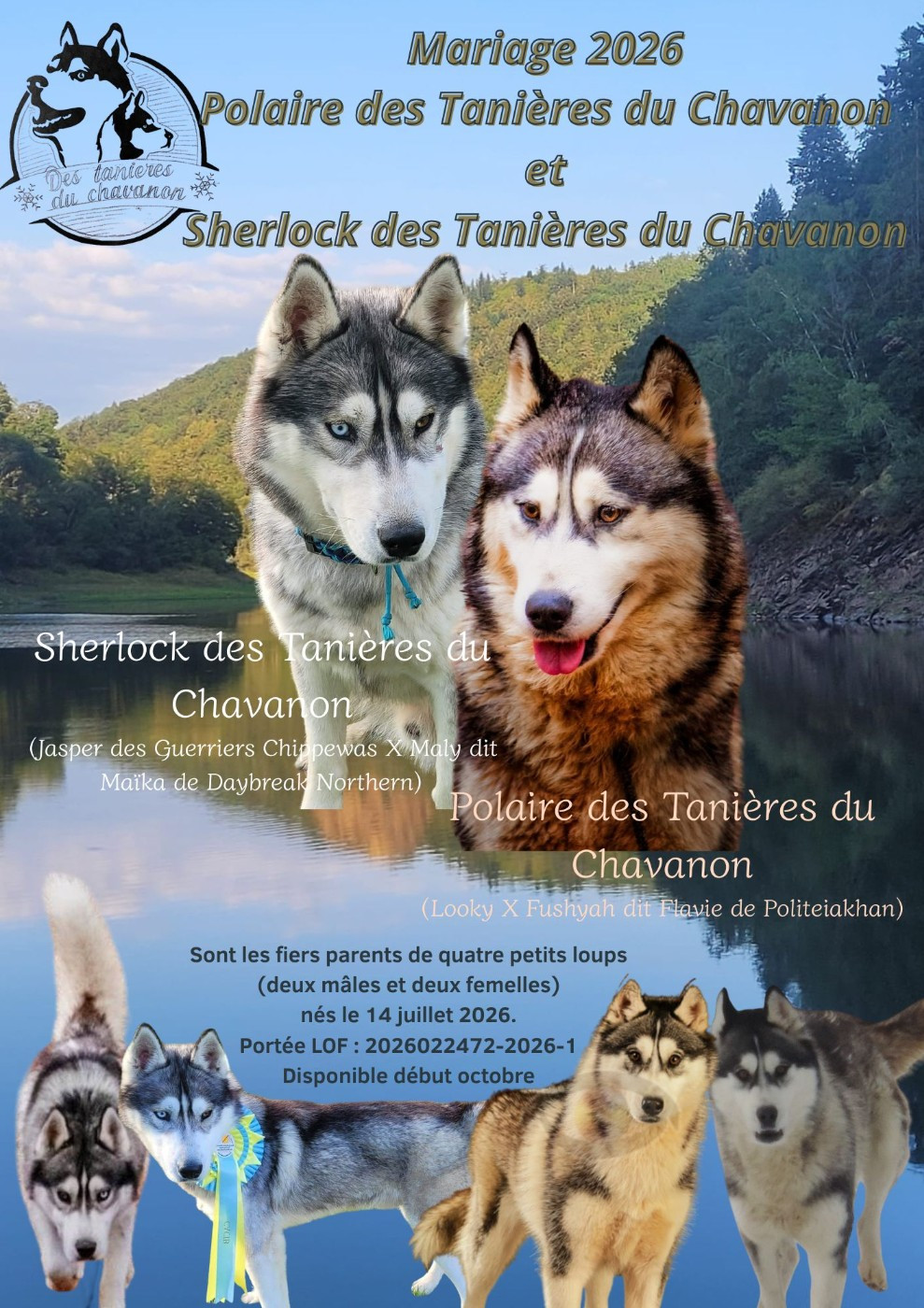 Des Tanières Du Chavanon - Siberian Husky - Portée née le 14/07/2026