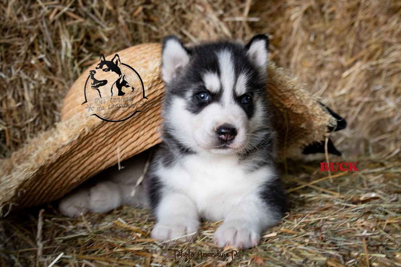 Des Tanières Du Chavanon - Chiots disponibles - Siberian Husky