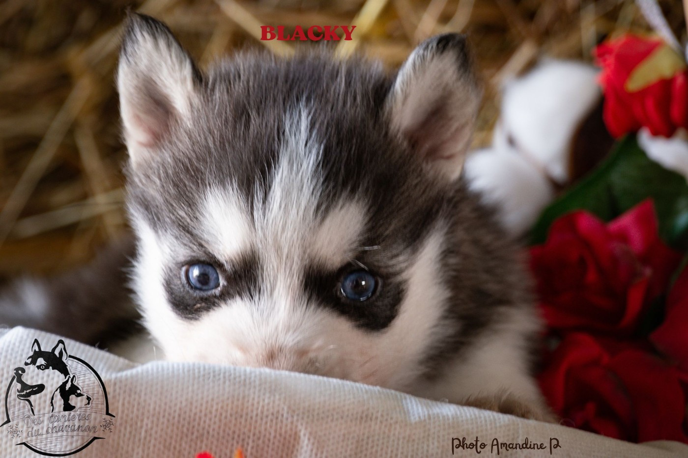 Des Tanières Du Chavanon - Chiots disponibles - Siberian Husky